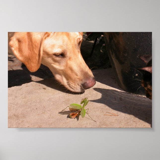 Póster Curiosity (Frente)