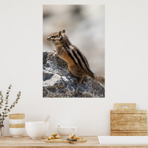 Póster Curioso Ardilla Rayada Marrón en Alberta