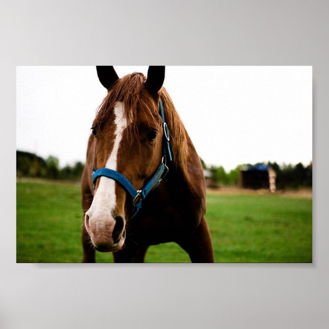 Póster Curioso castaño (Frente)