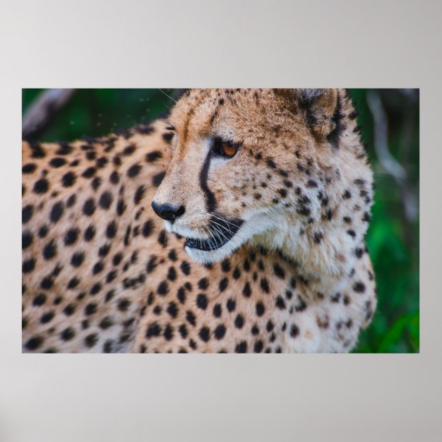 PÓSTER CURIOSO CHEETAH (Frente)