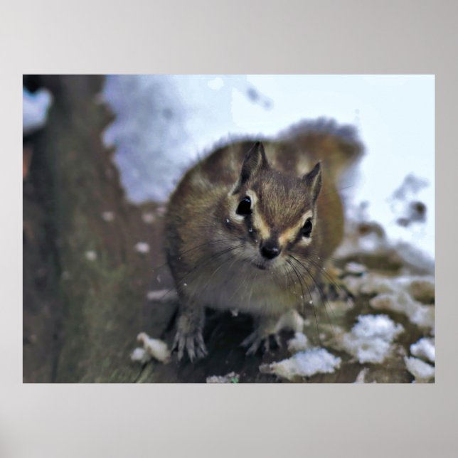 Póster Curioso Chipmunk (Frente)