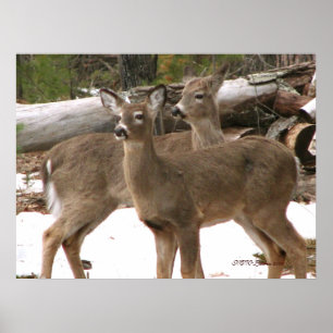 Póster Curioso ciervo