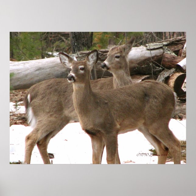 Póster Curioso ciervo (Frente)