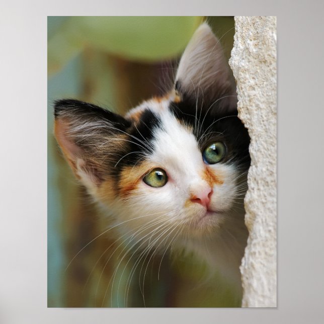 Póster Curioso Gato Gato Gato Gatito Prying Eyes Retrato  (Frente)