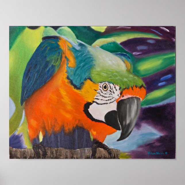 Póster Curioso Macaw (Frente)