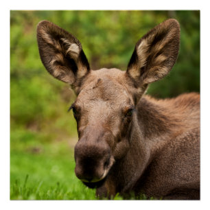 Póster Curioso Moose