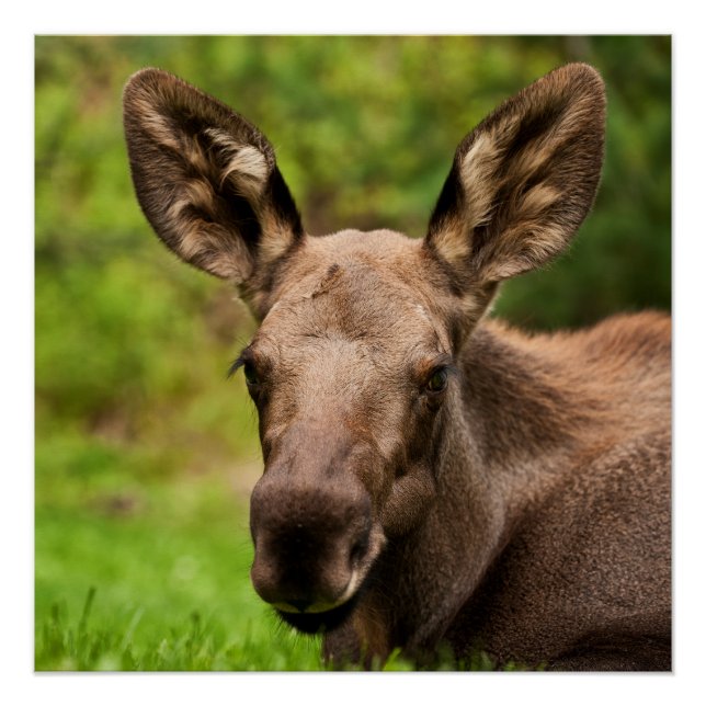 Póster Curioso Moose (Anverso)