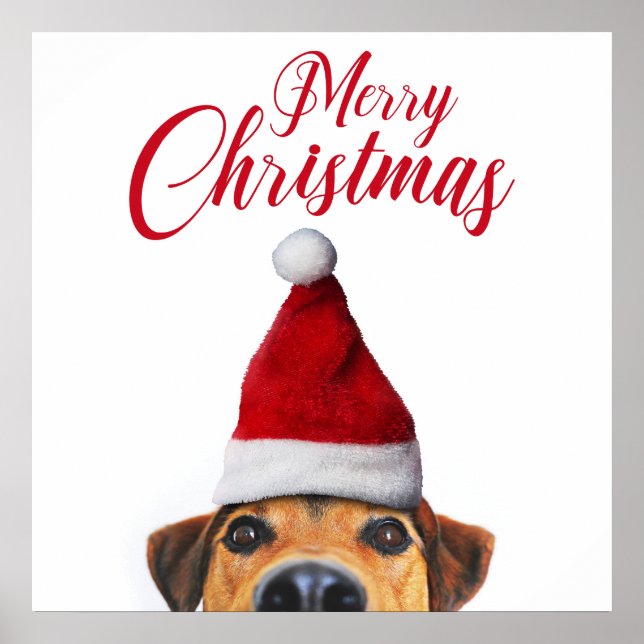 Póster Curioso perro gracioso con Santa Hat (Frente)