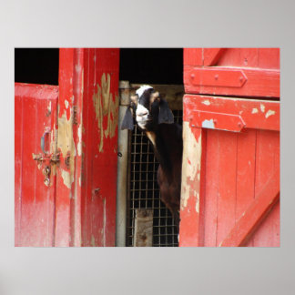 Póster Curioso Poster de cabra