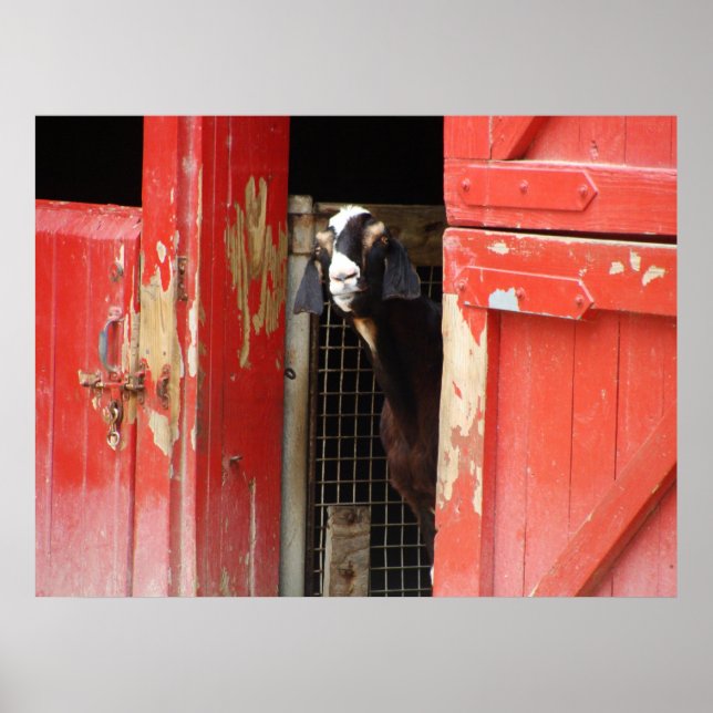 Póster Curioso Poster de cabra (Frente)