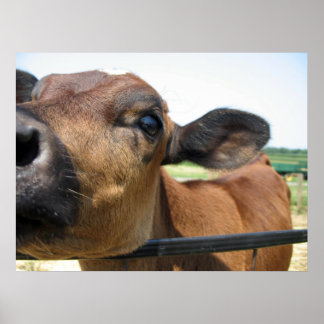 Póster Curioso Poster de vaca