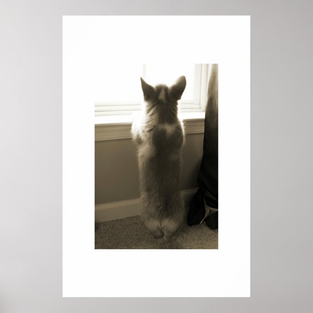 Póster Curious Corgi (Frente)