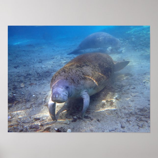 Póster Curious Manatee (Frente)