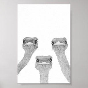 Póster Curious Ostriches