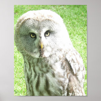 Póster Curious Owl Poster