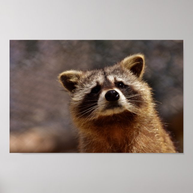 Póster Curious Raccoon (Frente)