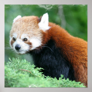 Póster Curious Red Panda Poster
