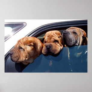 Póster Curious Shar Pei