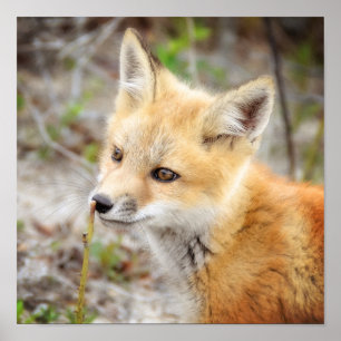 Póster Curious Young Fox Kit