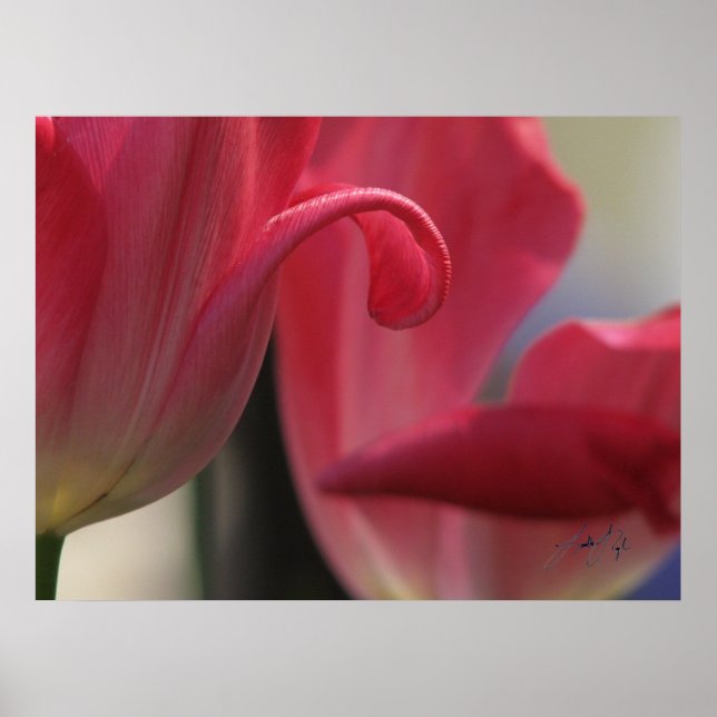 Póster Curl (Frente)