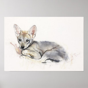 Póster Curled Arabian Wolf Pup 2009