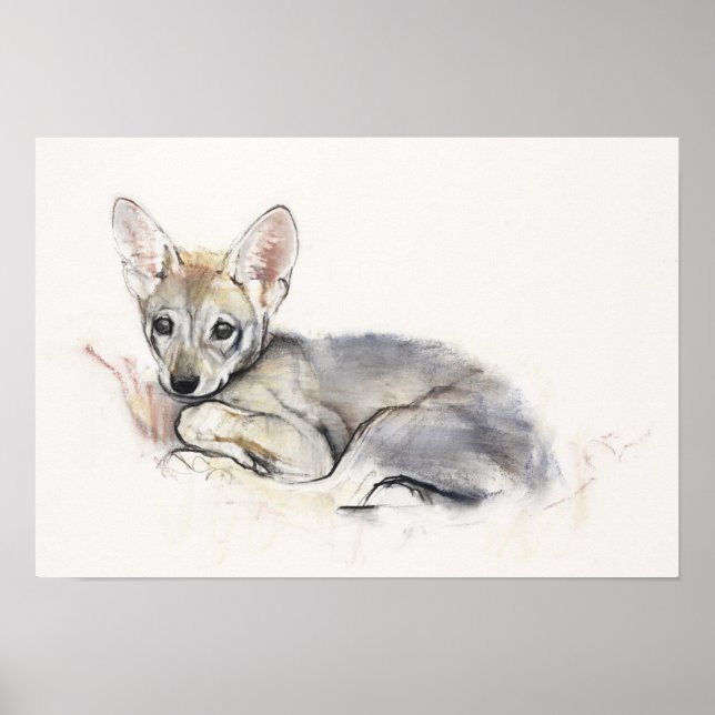 Póster Curled Arabian Wolf Pup 2009 (Frente)