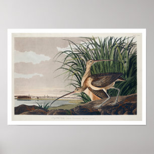 Póster Curlew de factura larga por Audubon Poster