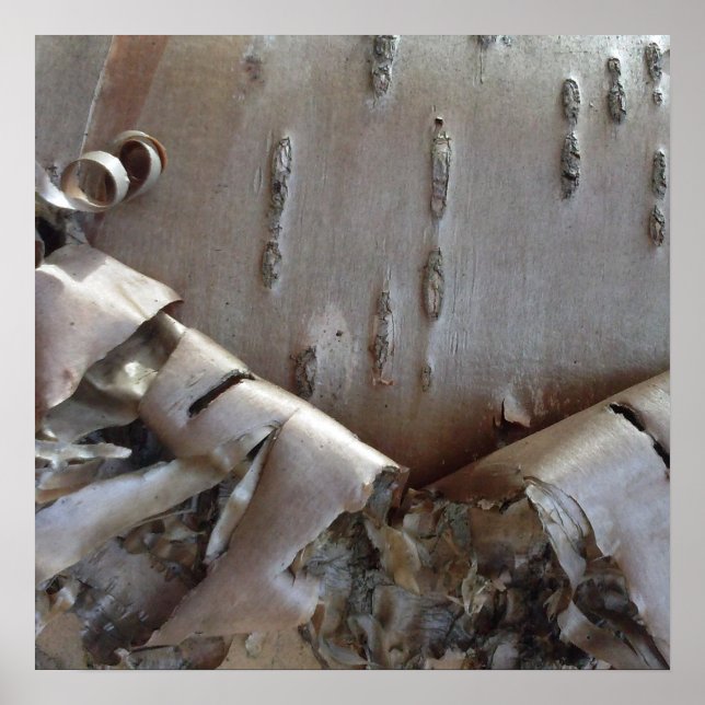 Póster Curly Birch Bark Tree Rustic (Frente)