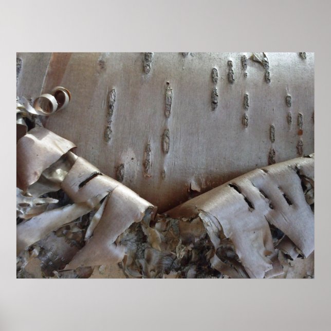 Póster Curly Birch Bark Tree Rustic (Frente)