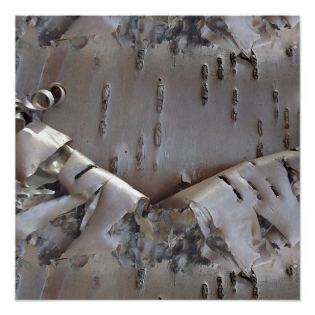 Póster Curly Birch Bark Tree Rustic (Anverso)
