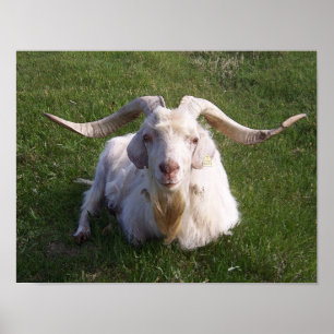 Póster Curly Horn Goat