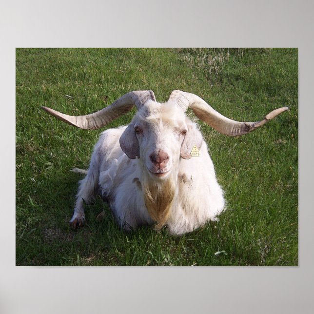 Póster Curly Horn Goat (Frente)