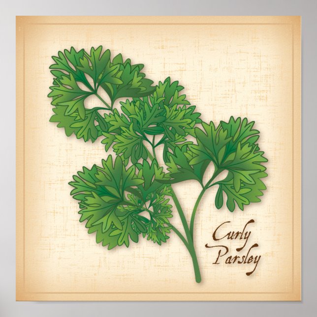 Póster Curly Parsley Herb (Frente)