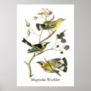 Póster Curruca de la magnolia, Juan Audubon