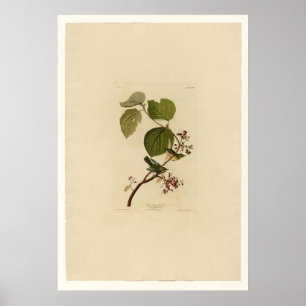 Póster Curruca del pantano del pino