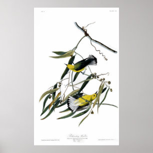 Póster Curruca del protonotario