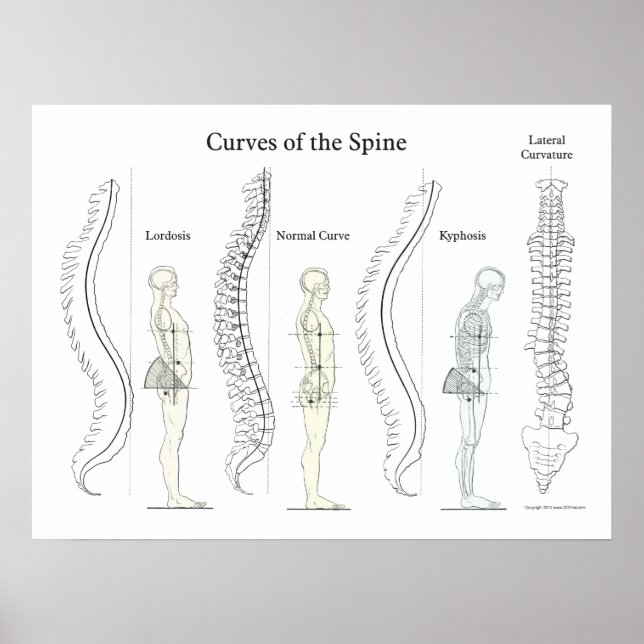 Póster Curvas de Chiropráctica Poster de columna (Frente)