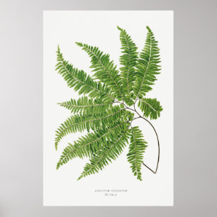 Póster Curvatum adiantum de ferns británico y exótico (1