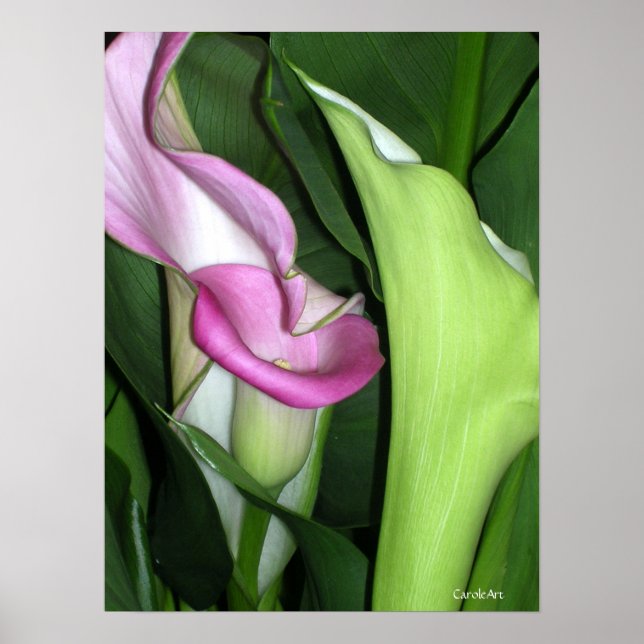 Póster Curvy Calla Lilies Print (Frente)