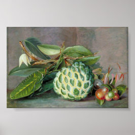 Póster Custard Apple - Marianne North