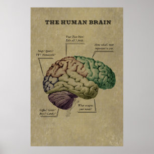 Póster Customizable Human Brain Poster, edit the 5 labels