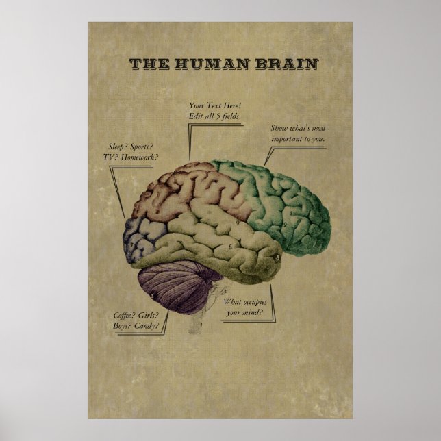 Póster Customizable Human Brain Poster, edit the 5 labels (Frente)