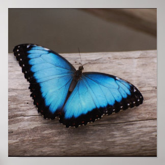 Póster Customize Product