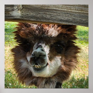 Póster Cuta Alpaca