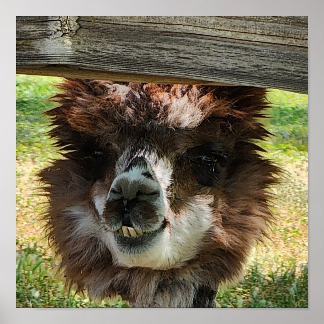 Póster Cuta Alpaca (Frente)