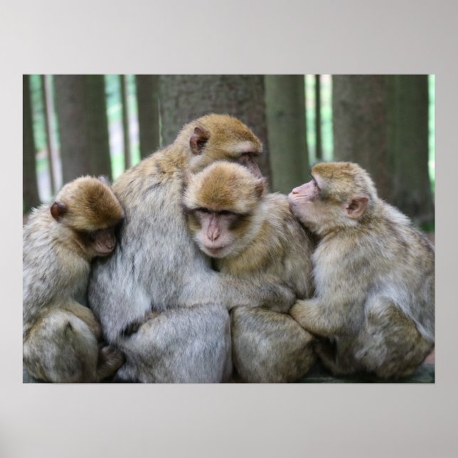 Póster Cute Ape Family Group Hug Photograph (Frente)