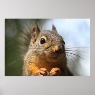 Póster Cute ardilla Sonriente foto de cierre