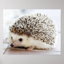 Póster Cute Baby Hedgehog