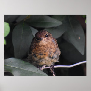 Póster Cute Baby Robin