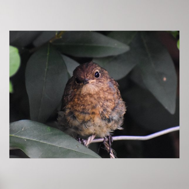 Póster Cute Baby Robin (Frente)